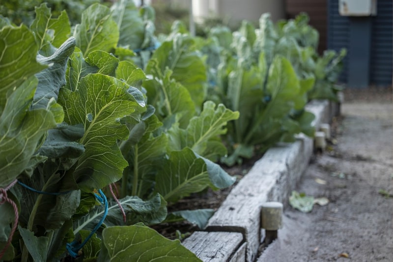 At home gardening DIY
